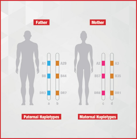 Diagrama Haploidénticos